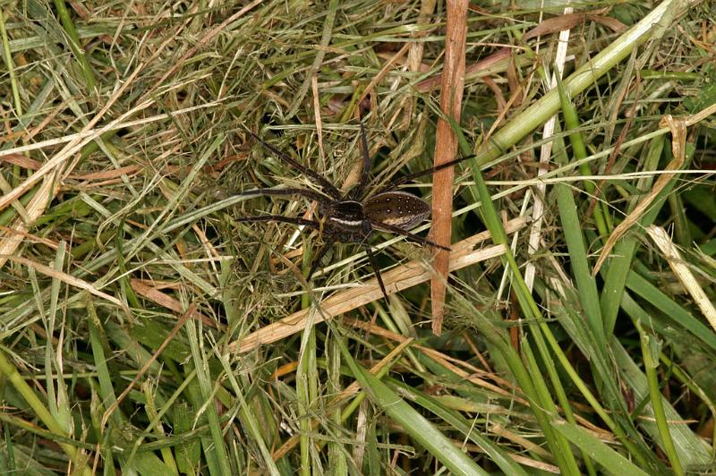Dolomedes_fimbriatus_D5121_Z_90_Canal du Nivernais_Frankrijk.jpg